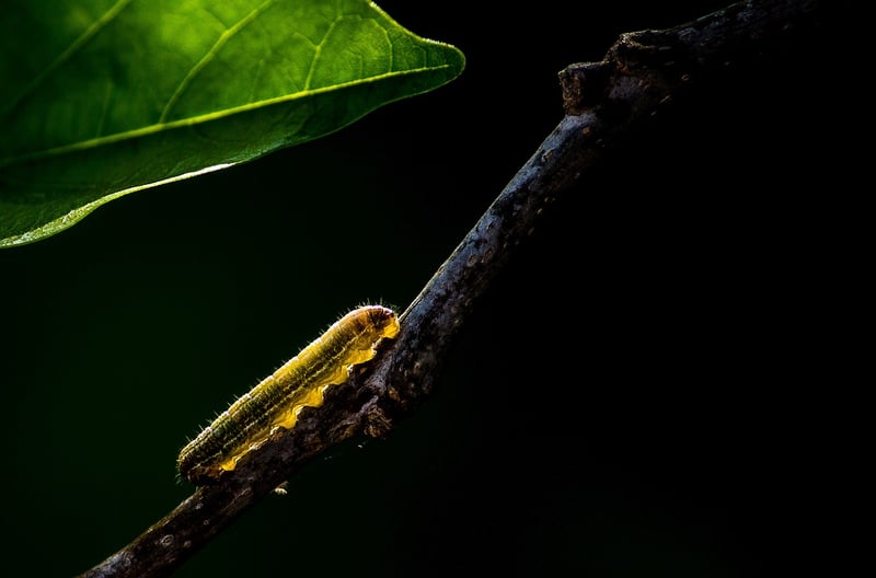 Egg Carton Caterpillar
